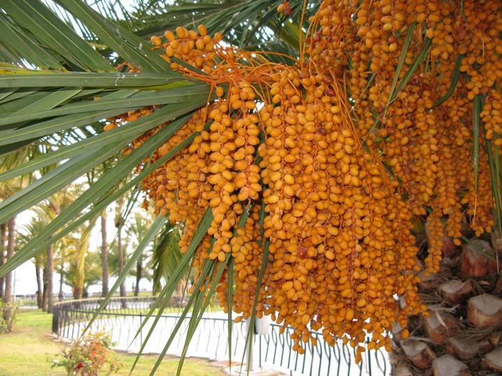 palmi viljakobarad