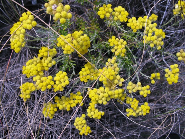 Liivaluidete floora